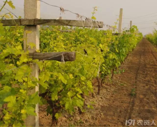 葡萄大小粒的原因及治疗方法,治葡萄大小粒的药