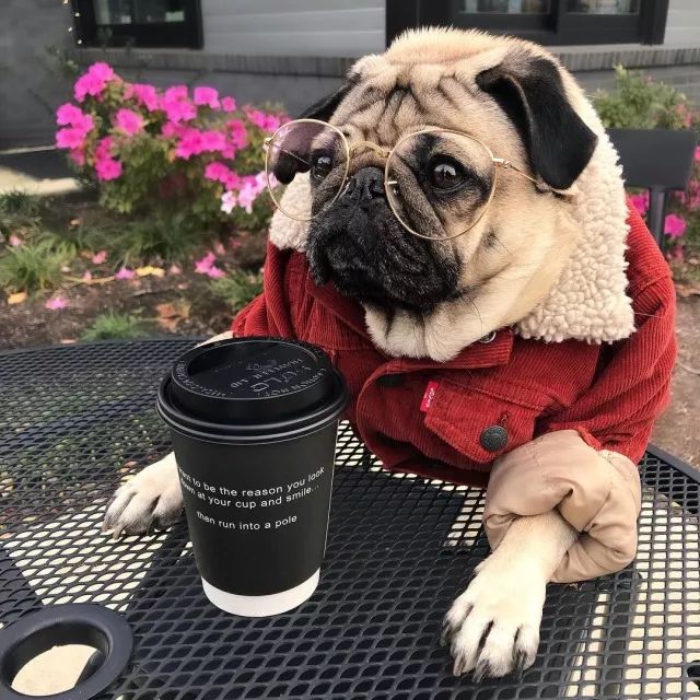 潮狗道格“爷是你无法攀登到的高度”丨每日午间报