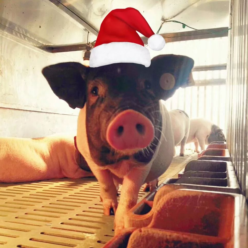 福利丨想要个圣诞礼物意林作文