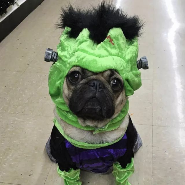 潮狗道格“爷是你无法攀登到的高度”丨每日午间报