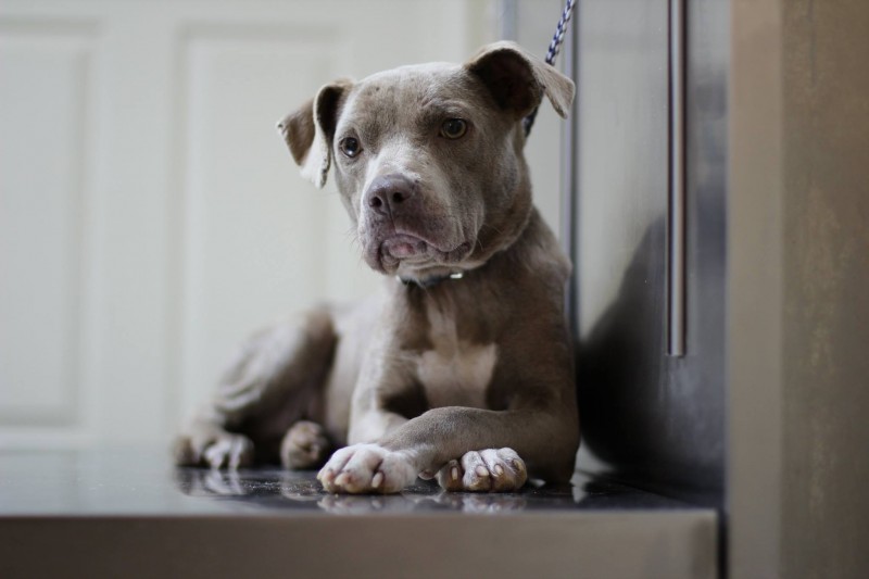 他们想这只狗一定恨透人类，但这名兽医进入狗笼后，证明了一件事