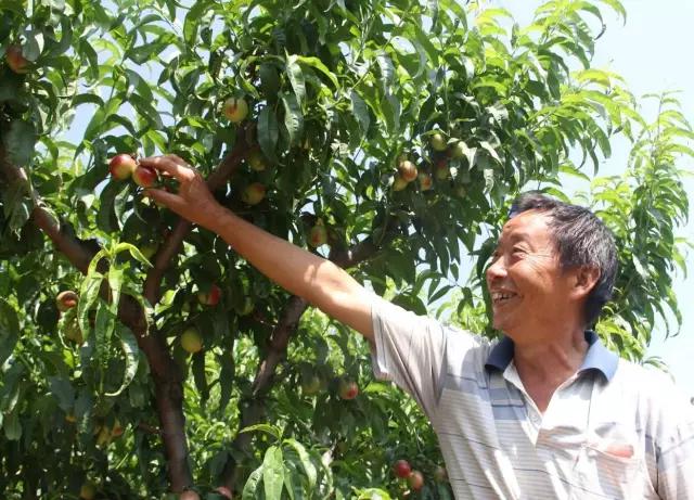 五一假期快来农业园摘蓝莓,五一快来摘草莓了