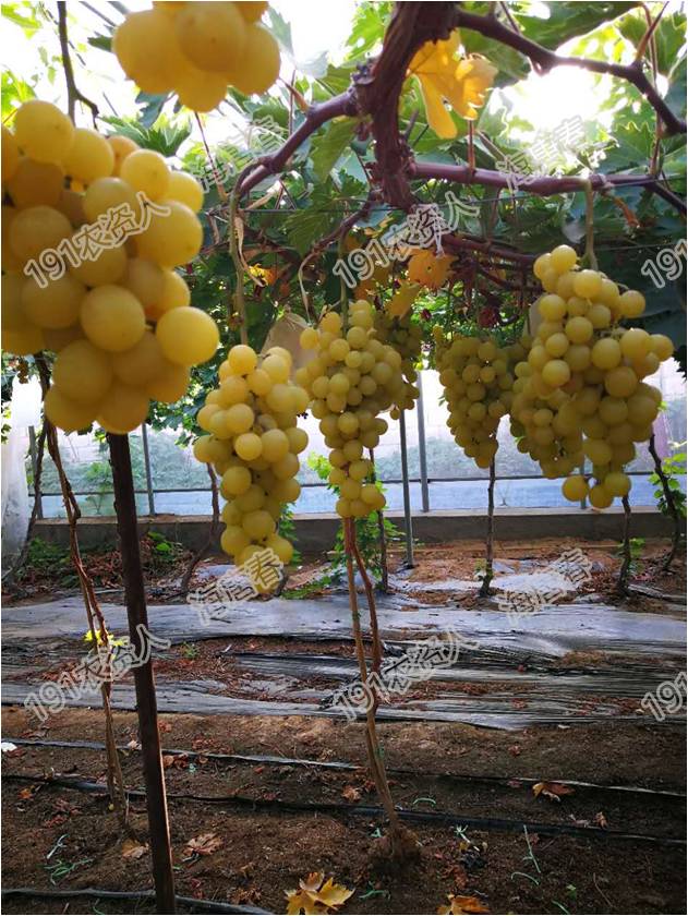 2017葡萄新品种苗,葡萄新品种分析