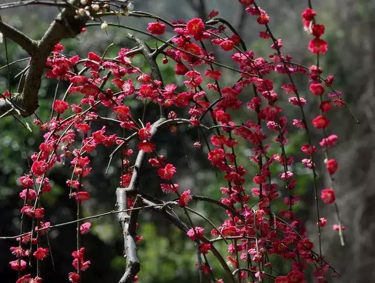 日本梅花品种和中国梅花区别,梅花十大稀有品种哪种梅花最珍贵
