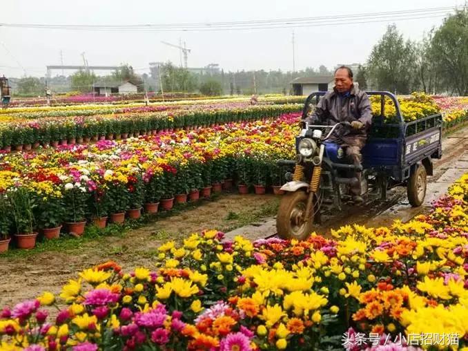 开花店有什么劣势和威胁,开花店最好的套路就是没有套路