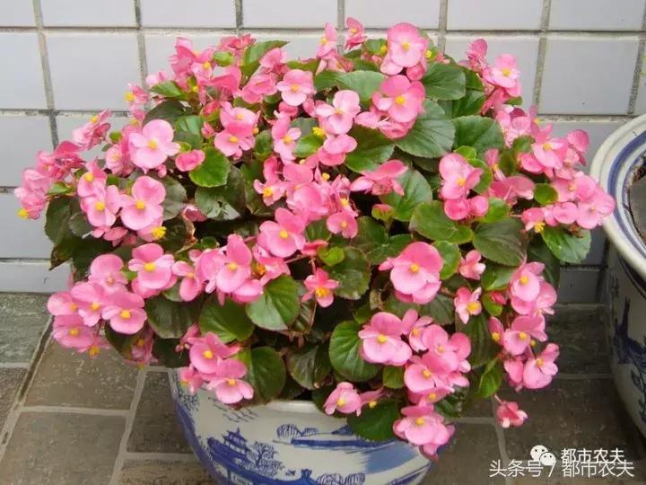 盘点家里那些长相乖巧却很毒的花