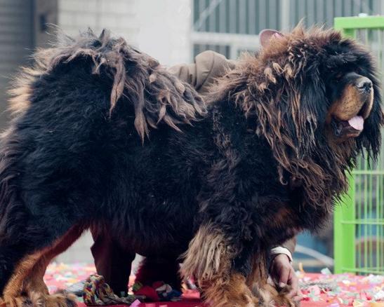 犬种百科之中亚牧羊犬,犬种百科之博美犬