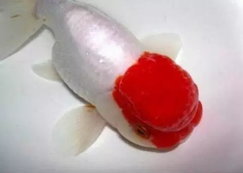 什么样的狮子头金鱼是精品,金鱼中的虎头和狮子头有什么区别