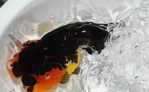 什么样的狮子头金鱼是精品,金鱼中的虎头和狮子头有什么区别