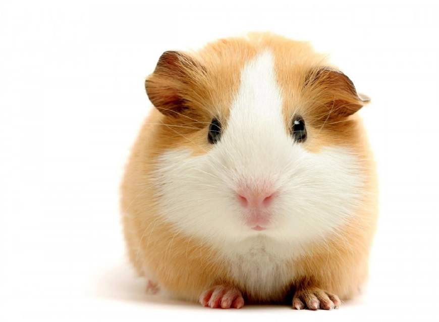 上班族养什么小宠物又便宜又好养,上班族养什么宠物又便宜又好养