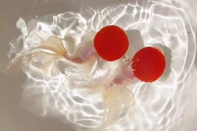 金鱼狮子头鎏金区别,虎头金鱼和狮子头金鱼的区别