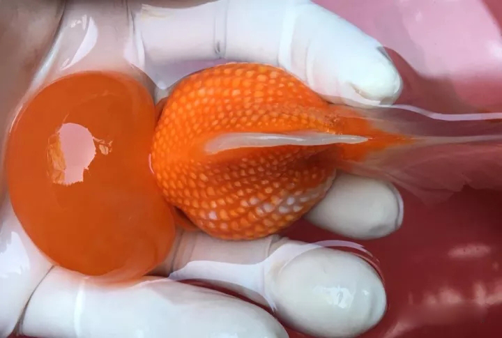 金鱼狮子头鎏金区别,虎头金鱼和狮子头金鱼的区别