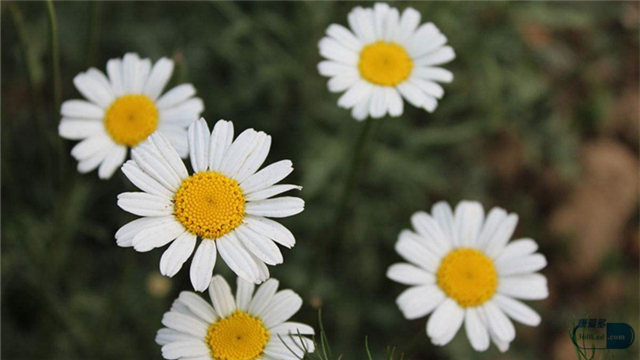 胎菊贡菊和皇菊的区别哪个降火好,菊花胎菊好还是贡菊好