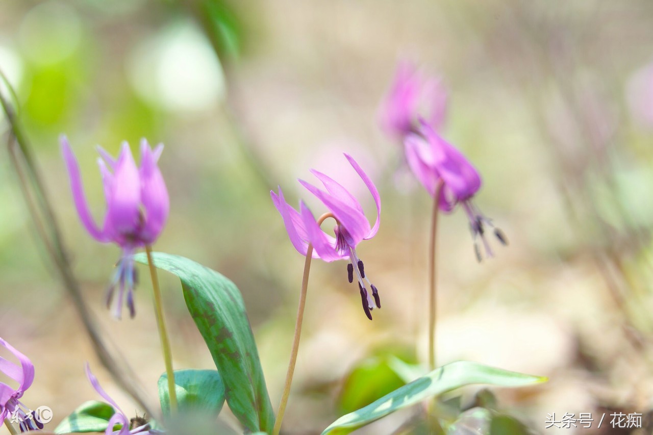 比蝴蝶兰好养活的花,跟蝴蝶兰一样能长期开的花有哪些