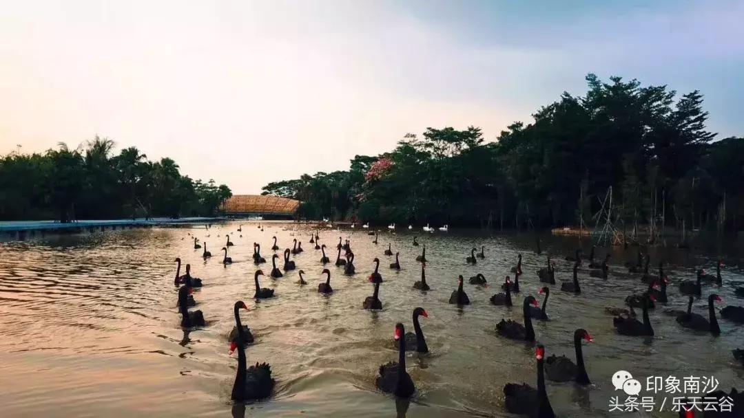 元旦南沙去哪里玩,南沙黄山鲁森林公园游玩攻略