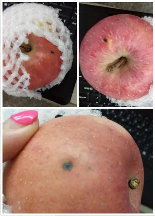 老汉背35万找战友,女子收到苹果老鼠吃了死掉,是婚姻中的不幸!