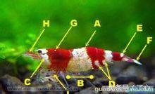 水晶虾种类对照表,水晶相关知识