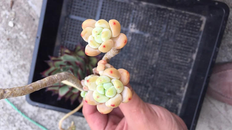 没忍住网购多肉老桩，这样做顺利生根服盆