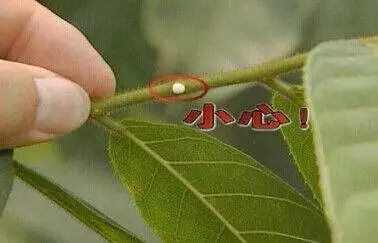 多肉植物有毒品种图片大全及名称,家庭养的多肉致癌吗