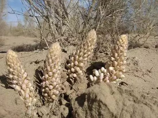 和田玉里哪个地方的玉最好,和田哪个地方的玉最好
