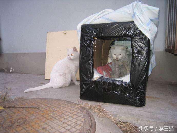 我们能为一只流浪猫做什么,在寒冷的冬季遇到流浪猫