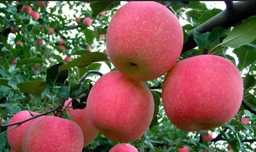 来威海应该说什么,来威海哪里购物