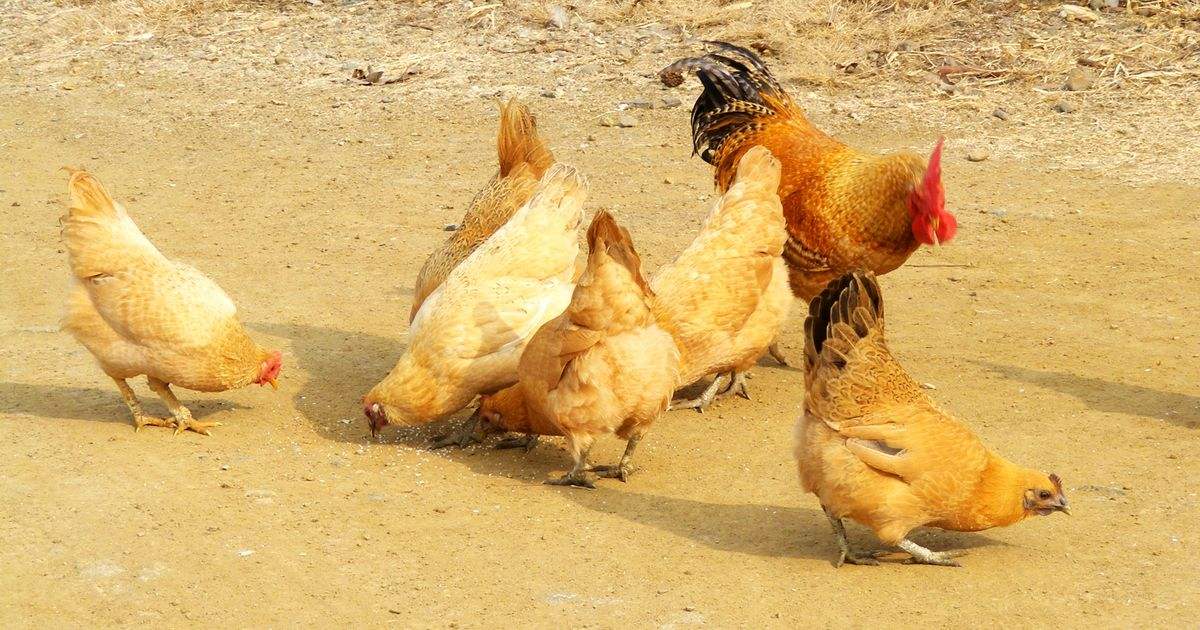 鹰和鸡的故事全集,鹰和鸡的故事解读