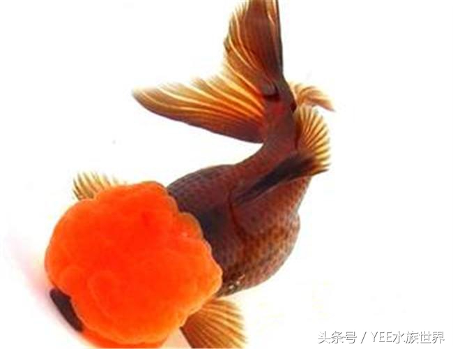 把金鱼的家变得全透明,它可能会永远离开我们