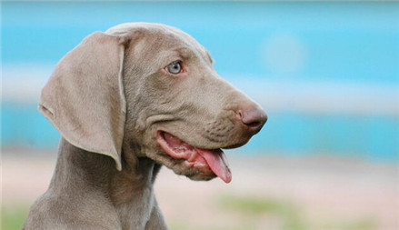 德国魏玛犬猎犬品种大全,魏玛猎犬有小体的么