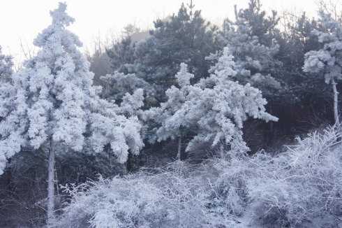中原区有雪吗,中原雪乡在哪里