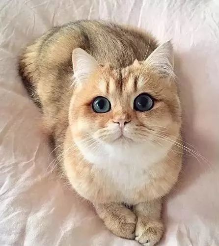 2017猫咪界全球最美面孔颁布了,第四张犹如猫界仙女下凡