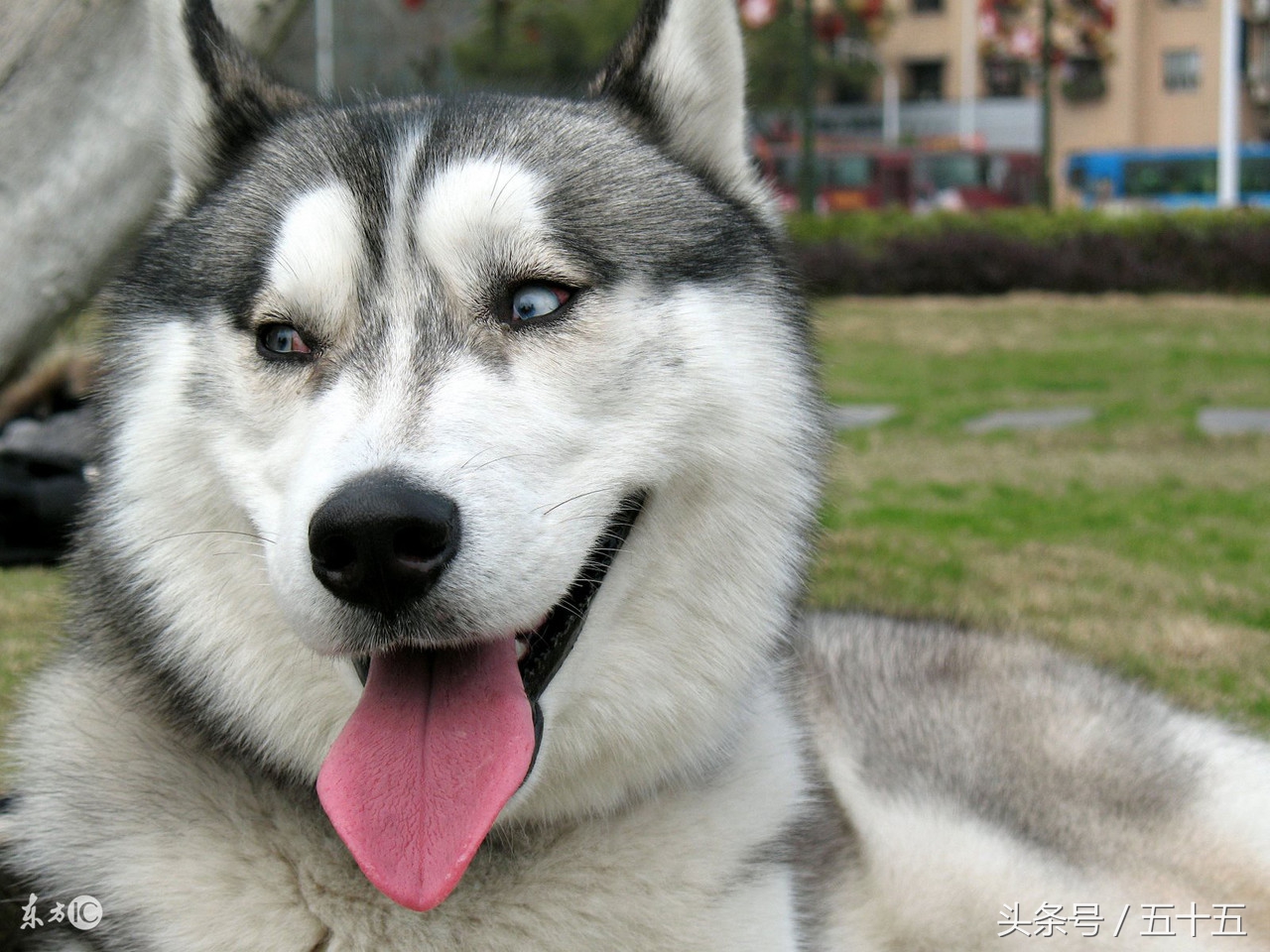 西伯利亚雪橇犬跟哈士奇的区别,哈士奇西伯利亚雪橇犬简称二哈