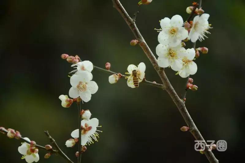 2024年梁化梅园看梅花时间,梁化梅花今年开了吗