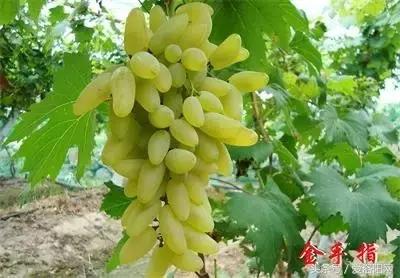 「寻津」孟津这个名镇藏着大秘密，曾被誉为“小洛阳”！如今……