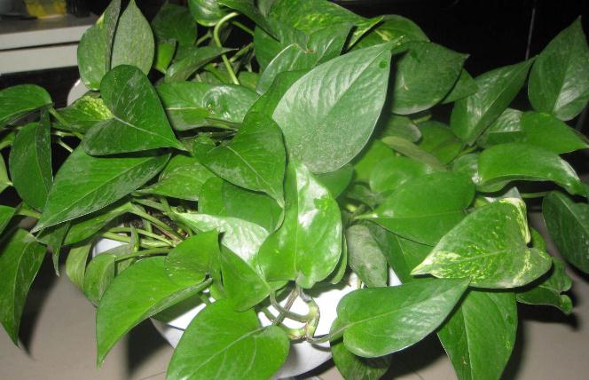 绿萝冬天叶子黄了什么原因,绿萝叶子冬天发黄是什么原因呢