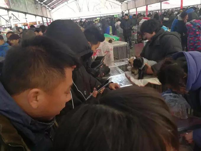 直播挣钱给小狗买狗粮,直播帮买宠物