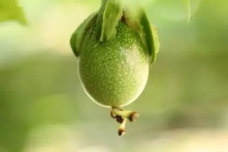 有一种*情迷**岁月叫做百香果