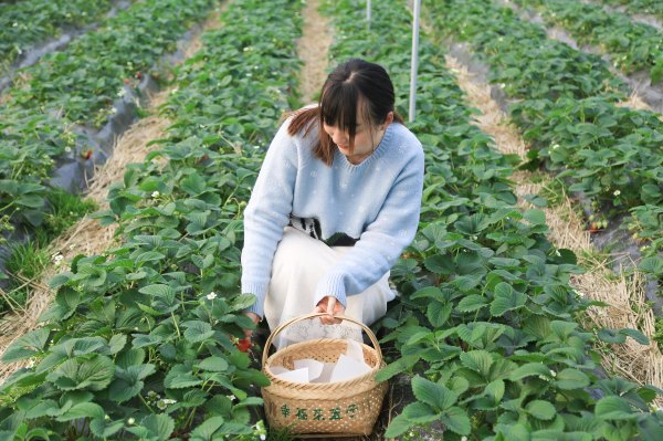 只有一亩地的农场,草莓种植基地采摘园