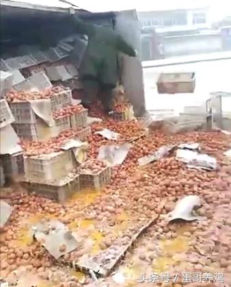 鸡舍塌,鸡舍塌了怎么救