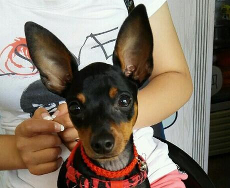 如何判定小鹿犬好坏,小鹿犬怎么挑选一只纯的