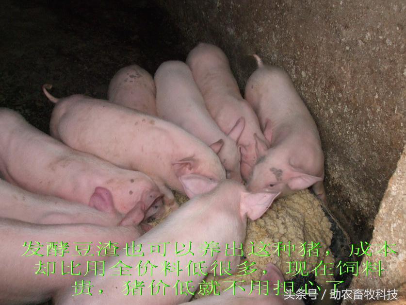 豆渣一吨多少钱,豆渣发酵后多少钱一吨