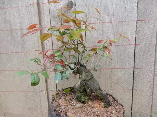 南烛盆景扦插,南烛景观树