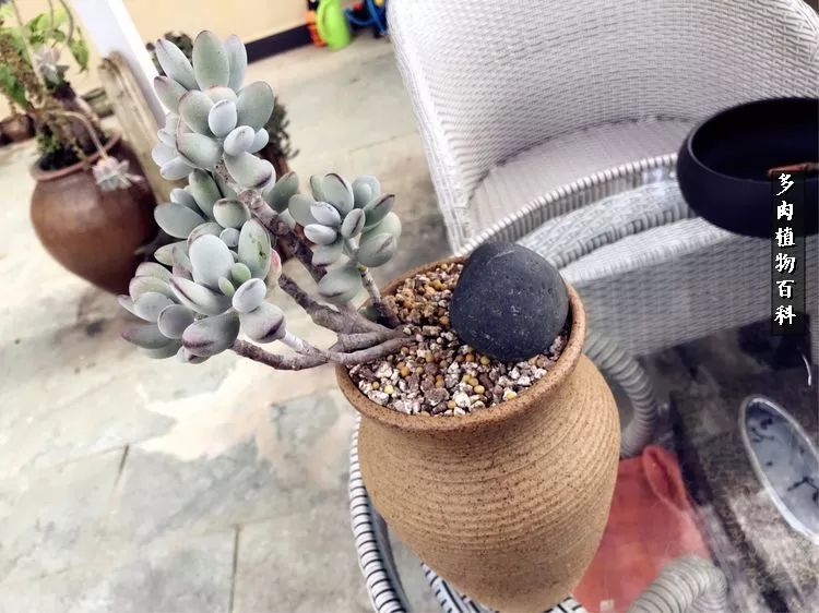 阳光的多肉花园,漂亮的多肉露台花园