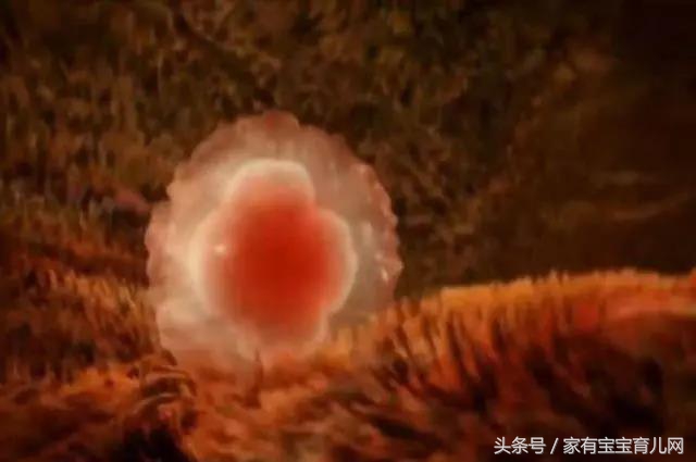 受精卵着床成功只需要11天，准妈妈的身体会发生这些奇妙变化！