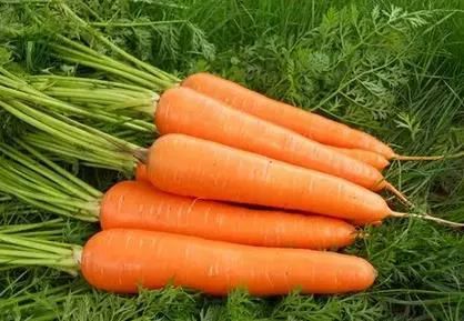 适合冬天放家门口储存的蔬菜,北方冬季家中无暖蔬菜怎么储存