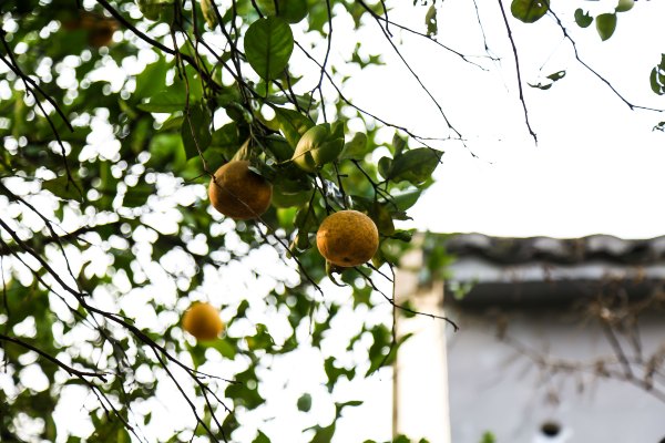 只有一亩地的农场,草莓种植基地采摘园