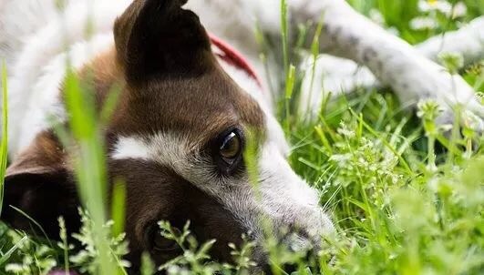 怎么和讨厌你的狗狗重新建立信任,和狗狗建立信任的8种方法