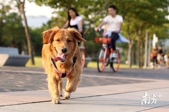 深圳新出好玩的地方,深圳市哪些公园比较值得去