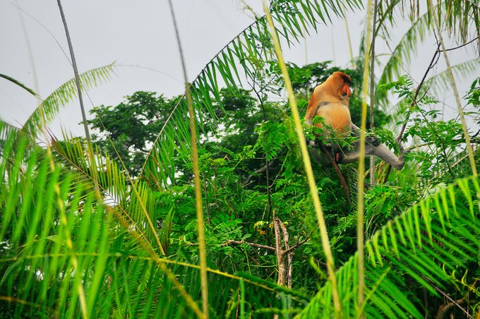 【一只熊的冒险】薄荷色夏日梦，马来西亚沙巴亚庇仙本那历险记——敦沙卡兰海洋公园（完）