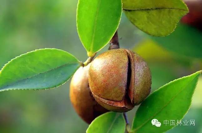 野生茶油的功效和食用方法,农村茶油功效与作用